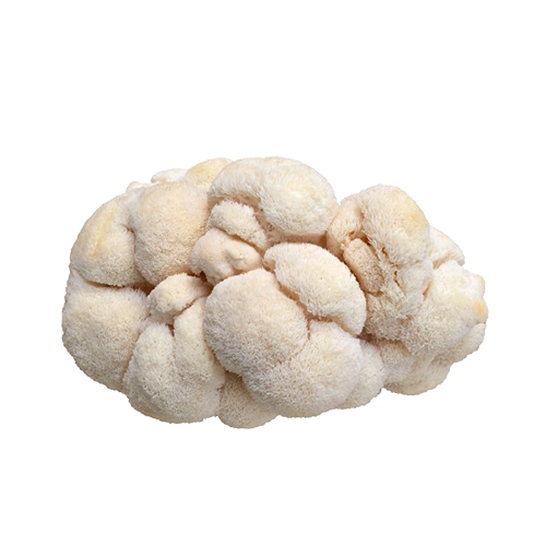 Lion's Mane