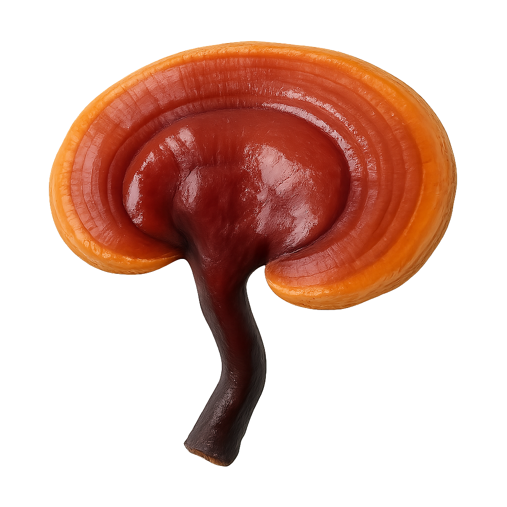 Reishi