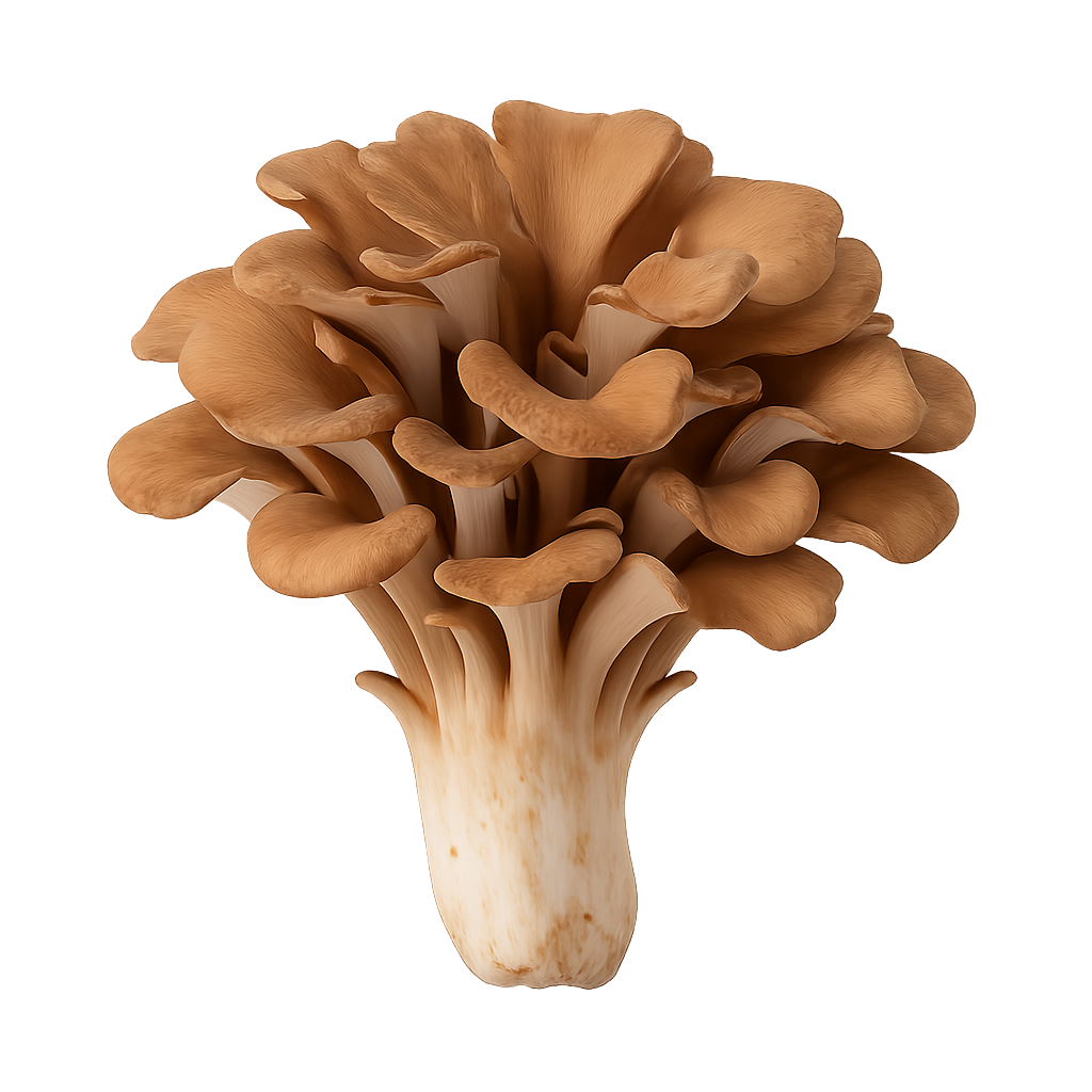 Maitake