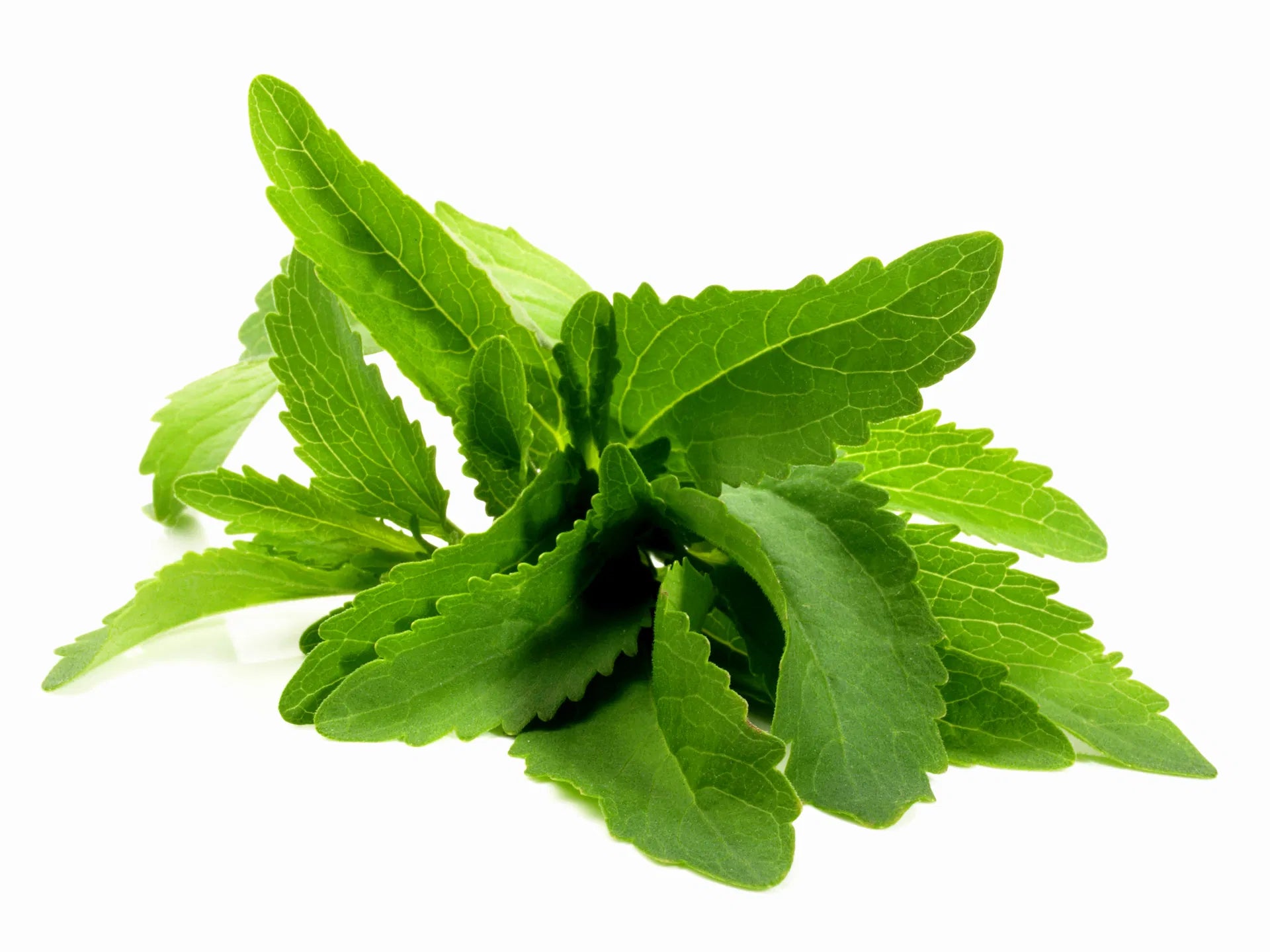 Stevia